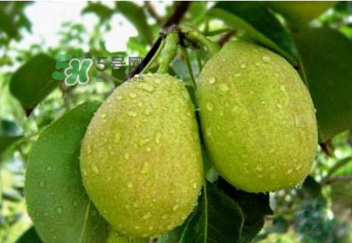 香梨是熱性還是涼性？香梨酸性還是堿性？