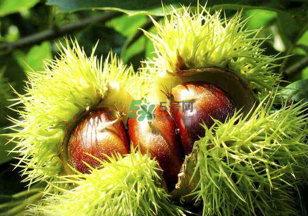 板栗和什么煲湯最好？板栗湯做法大全