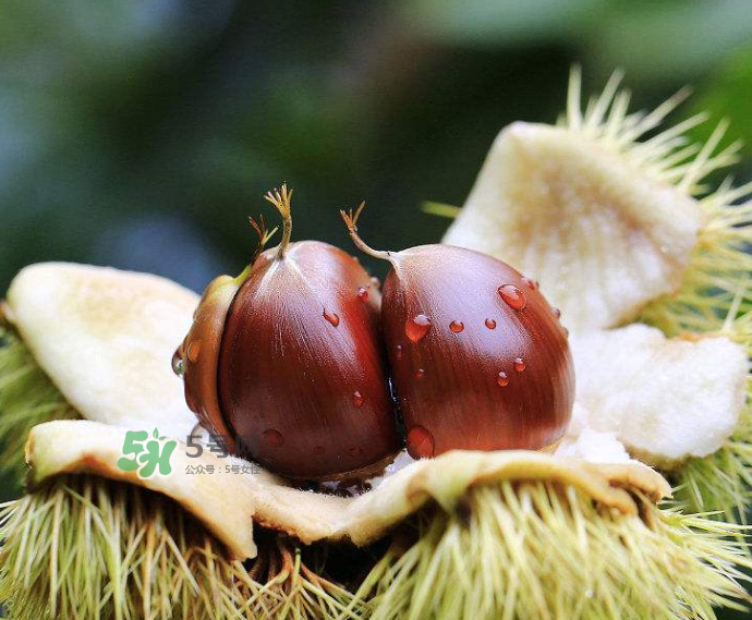 板栗生吃有什么好處？板栗生吃的功效