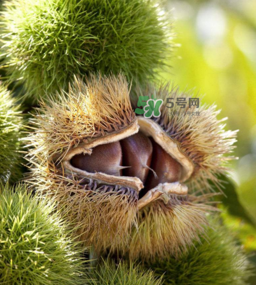 板栗生吃有什么好處？板栗生吃的功效