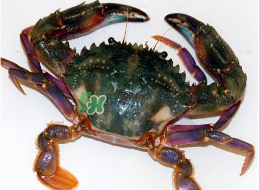 蘭花蟹蒸多長時間？蘭花蟹的做法