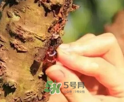 桃膠適合什么人吃？吃桃膠會(huì)上火嗎？