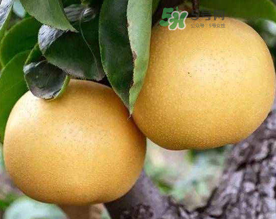 豐水梨和雪梨哪個(gè)好？豐水梨和雪梨的區(qū)別