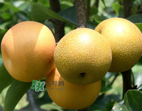 豐水梨和雪梨哪個(gè)好？豐水梨和雪梨的區(qū)別