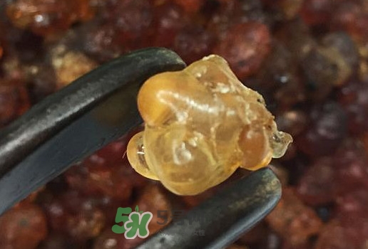 桃膠幾月份可以采摘？桃膠幾歲小孩能吃