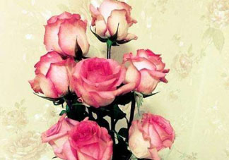 roseonly怎么讀？roseonly怎么讀在線讀？