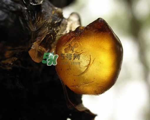 桃膠什么時(shí)候采摘最好？桃膠什么時(shí)候吃最好