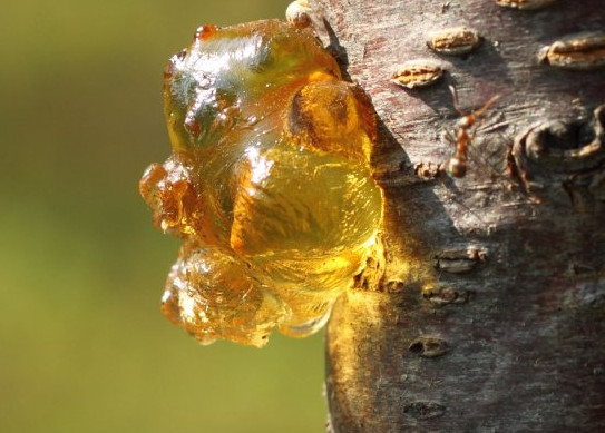 桃膠是什么東西？女性吃桃膠有什么好處