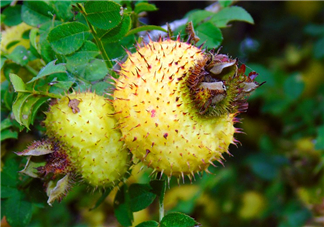 刺梨泡水喝能降血壓嗎？刺梨治療高血壓有用嗎？