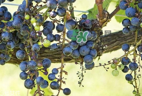 紫葡萄的營(yíng)養(yǎng)價(jià)值_紫葡萄的功效與作用及飲食禁忌 紫葡萄的營(yíng)養(yǎng)價(jià)值_紫葡萄的功效與作用及飲食禁忌