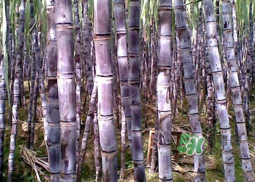 甘蔗什么時候成熟？甘蔗什么時候上市