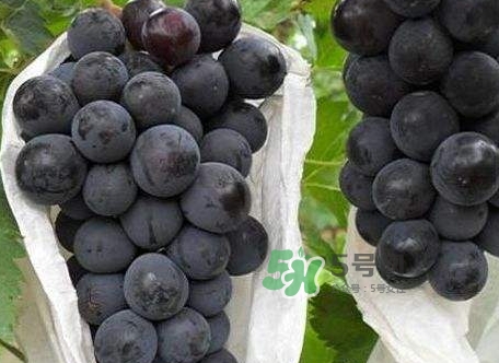 黑葡萄的營養(yǎng)價(jià)值_黑葡萄的功效與作用及飲食禁忌 黑葡萄的營養(yǎng)價(jià)值_黑葡萄的功效與作用及飲食禁忌