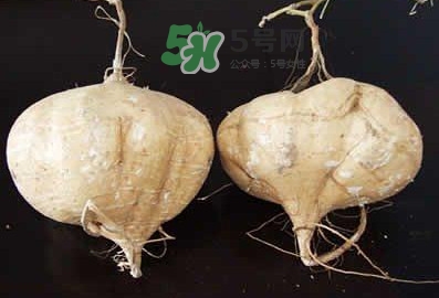 涼薯是什么東西？涼薯是地瓜嗎？