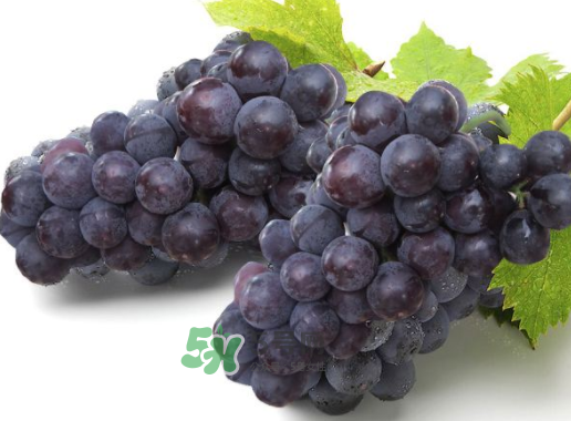 戶太八號(hào)什么時(shí)候成熟？戶太八號(hào)幾月份成熟？