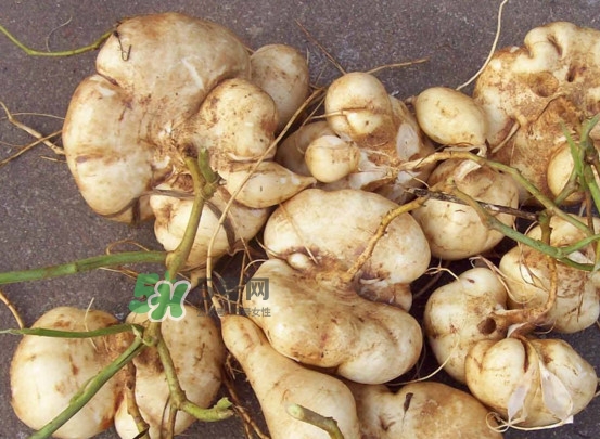 涼薯是水果嗎？涼薯是發(fā)物嗎