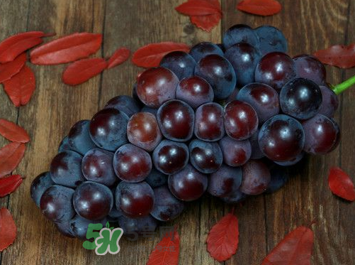 戶太八號多少錢一斤？戶太八號為什么在全國很有名？