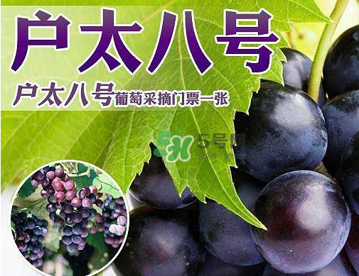 戶太八號多少錢一斤？戶太八號為什么在全國很有名？