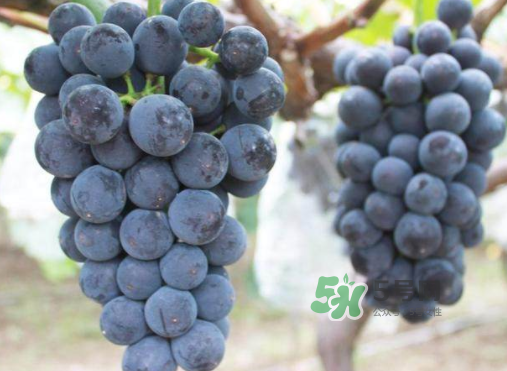 戶太八號和巨峰哪個好？戶太八號和巨峰的區(qū)別