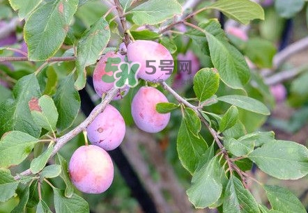 新鮮西梅怎么保存？西梅的保存方法