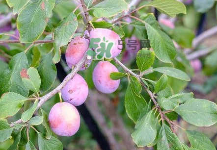 西梅是酸性還是堿性食物？西梅是甜的還是酸的