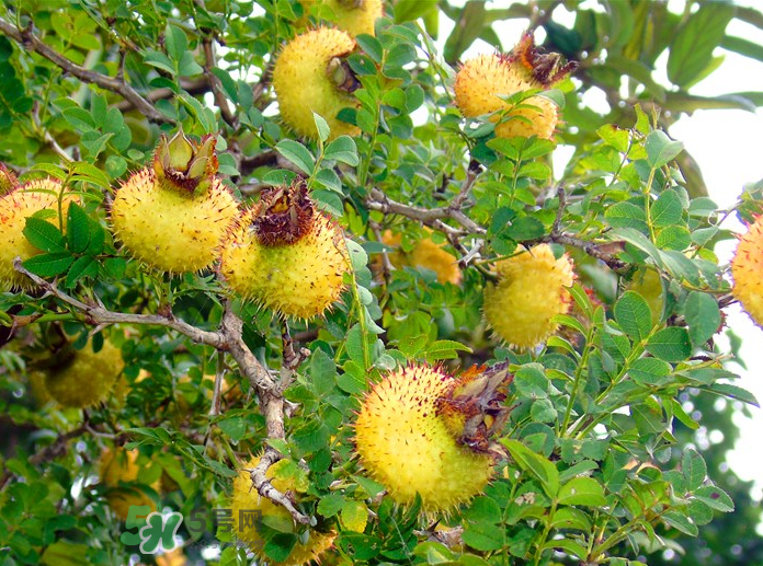 刺梨怎么吃？刺梨正確吃法