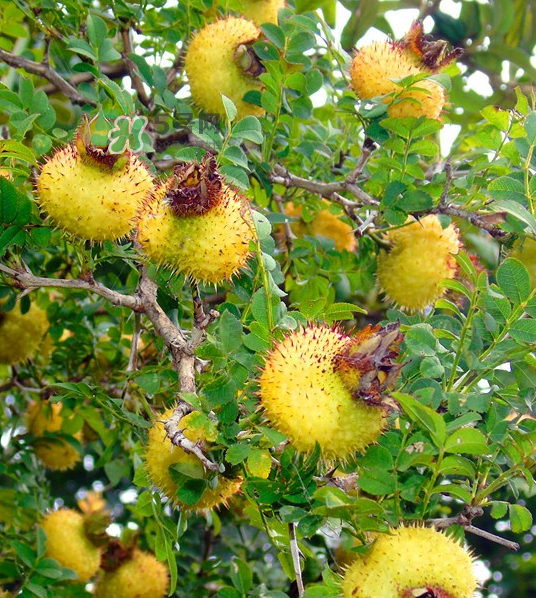 刺梨泡茶能經(jīng)常喝嗎？刺梨泡水喝禁忌多