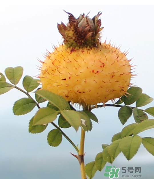 刺梨泡茶能經(jīng)常喝嗎？刺梨泡水喝禁忌多