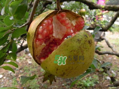 石榴為什么會裂開？石榴裂果是怎么回事？