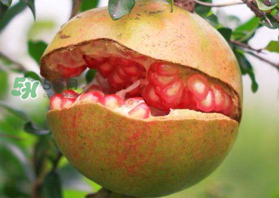 石榴為什么會裂開？石榴裂果是怎么回事？