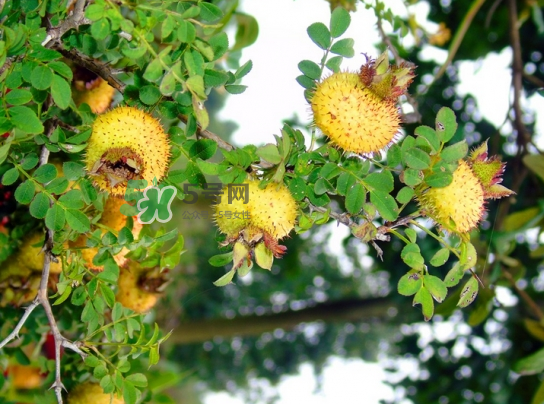 刺梨泡水喝能降血壓嗎？刺梨治療高血壓有用嗎？