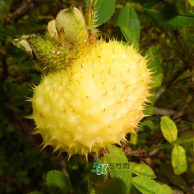 刺梨泡水喝能降血壓嗎？刺梨治療高血壓有用嗎？