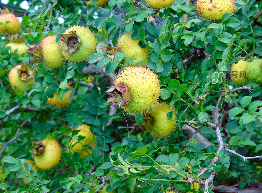 刺梨泡水喝能降血壓嗎？刺梨治療高血壓有用嗎？