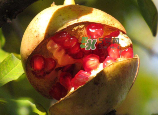 石榴為什么會裂開？石榴裂果是怎么回事？