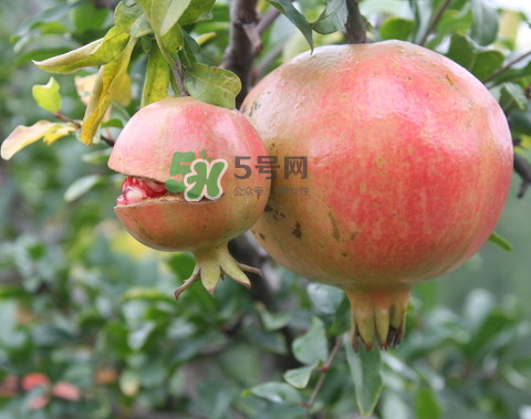 石榴為什么會(huì)爛？石榴怎么存放不會(huì)爛？