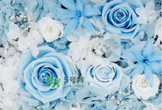 野獸派永生花會(huì)死嗎？野獸派永生花是什么？