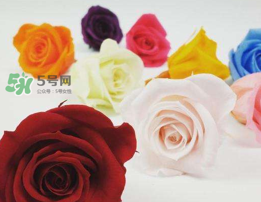 送永生花代表什么？一個男孩送自己永生花是什么意思？