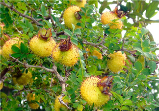 刺梨泡茶能經(jīng)常喝嗎？刺梨泡水喝禁忌多