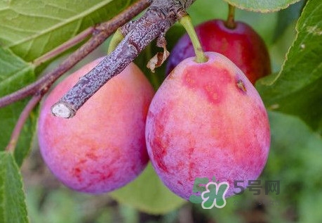 西梅是李子嗎？西梅是什么季節(jié)的水果