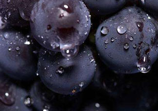 戶太八號和巨峰哪個好？戶太八號和巨峰的區(qū)別