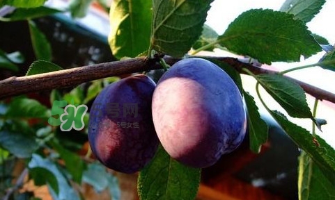 西梅泥怎么做？西梅泥能治療寶寶便秘嗎