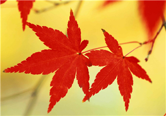 立秋后喝什么茶好？立秋后喝什么茶養(yǎng)生？