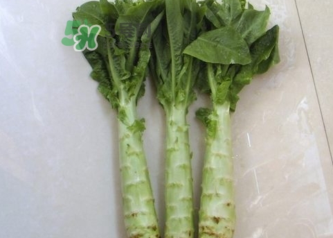 萵筍不能和什么一起吃_萵筍不可以和什么同吃 萵筍不能和什么一起吃_萵筍不可以和什么同吃