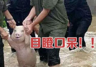 網(wǎng)紅小豬表情包為什么火了？網(wǎng)紅小豬表情包怎么火的？