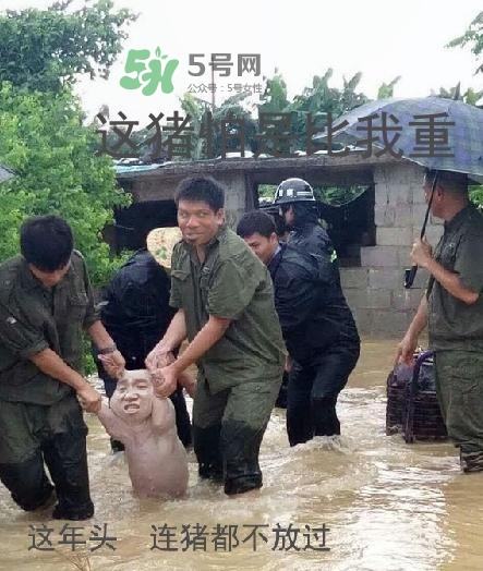 網(wǎng)紅小豬表情包為什么火了？網(wǎng)紅小豬表情包怎么火的？