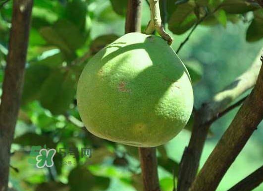 什么病人不能吃柚子？柚子的食用禁忌