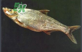 刁子魚是秋刀魚嗎？刁子魚是海魚嗎？