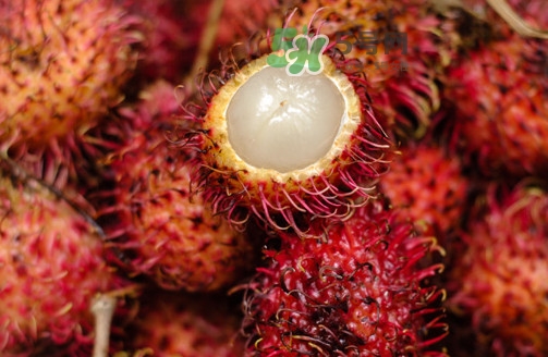 紅毛丹的核可以種嗎？紅毛丹的核怎么種