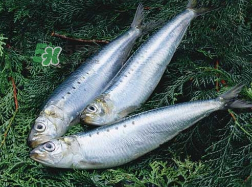 沙丁魚和秋刀魚有什么不一樣？秋刀魚和沙丁魚的區(qū)別