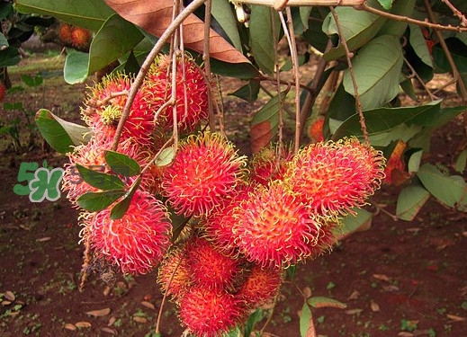 紅毛丹什么時(shí)候成熟？紅毛丹哪些人不適合吃