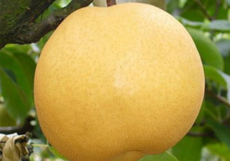 貢梨的產(chǎn)地是哪里？貢梨的功效和作用